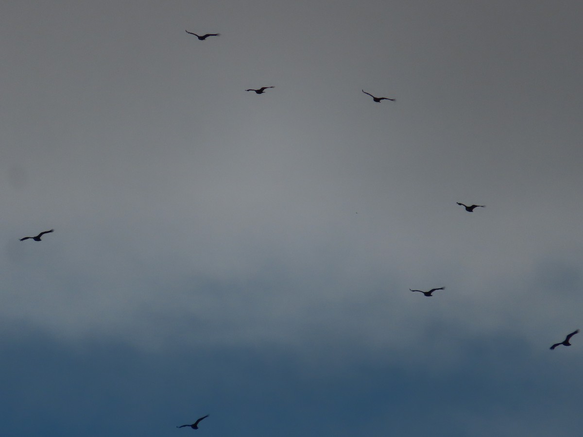 Turkey Vulture - ML559478231