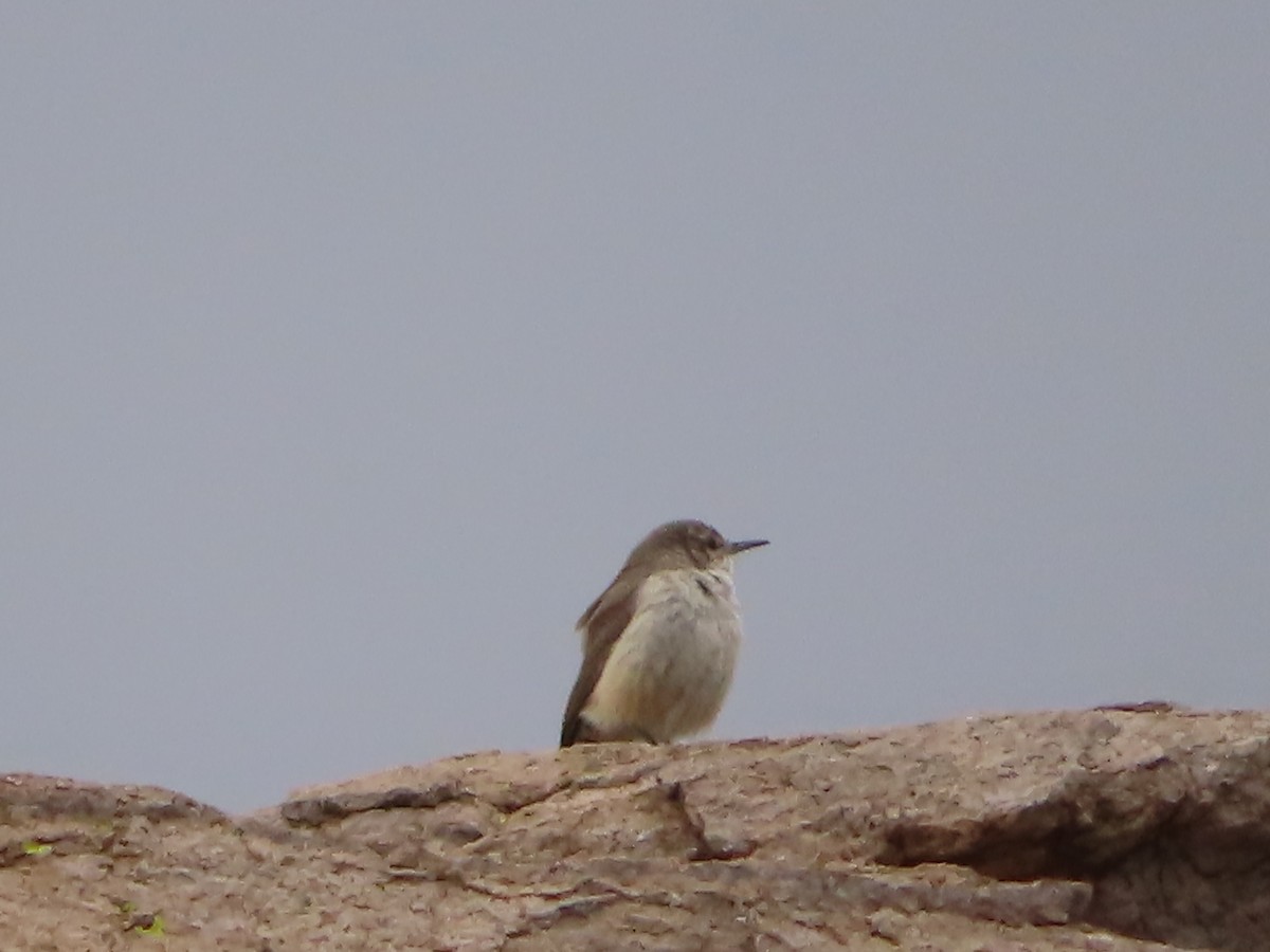 Rock Wren - ML559478591