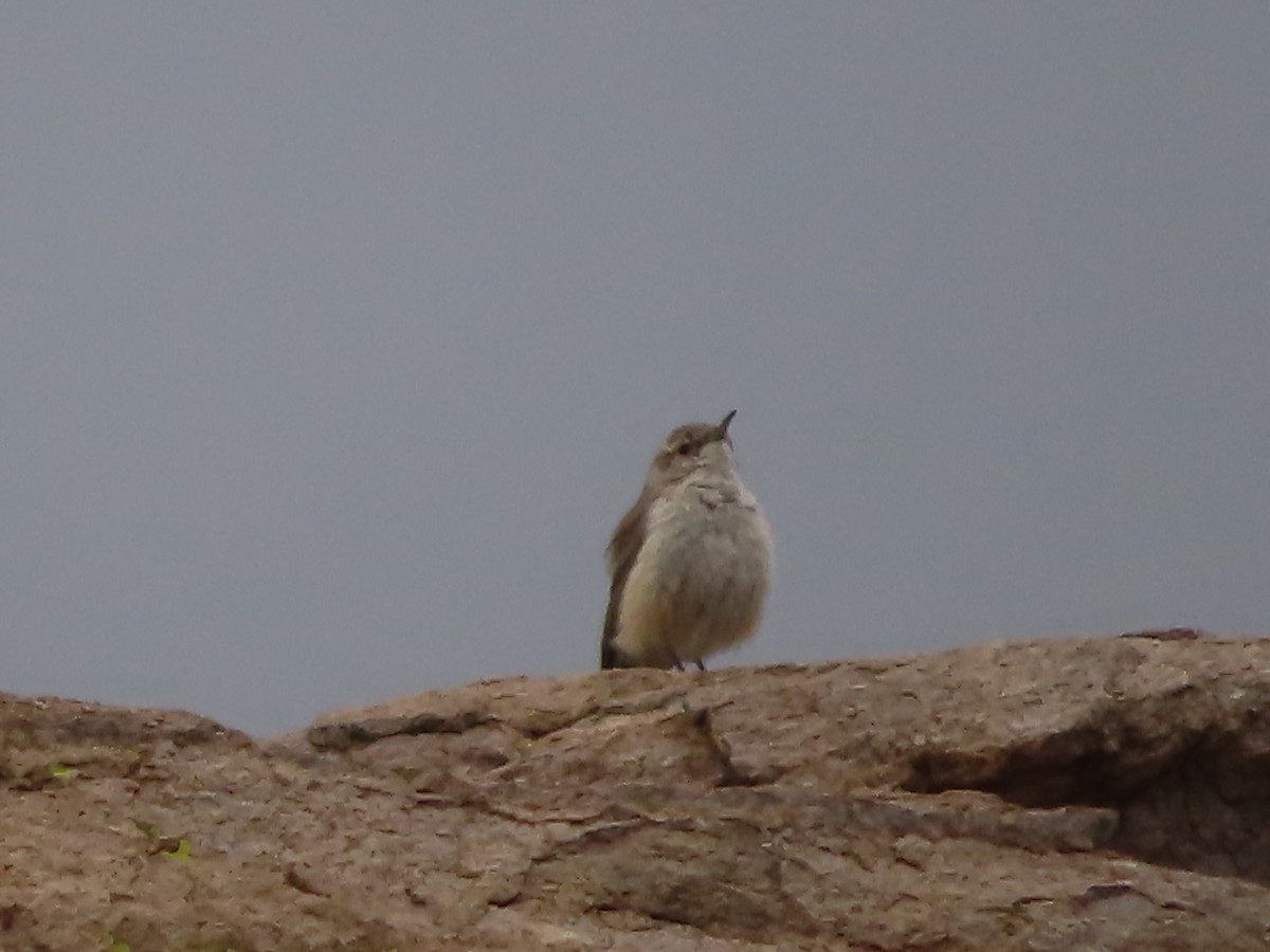Rock Wren - ML559478601