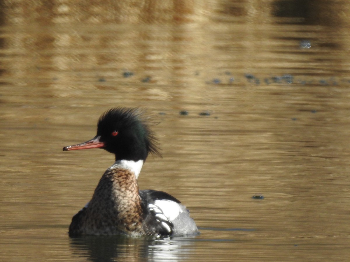 Red-breasted Merganser - ML559478741