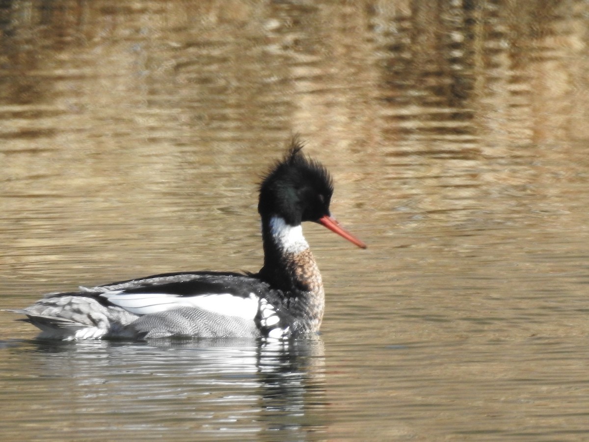 Red-breasted Merganser - ML559478921