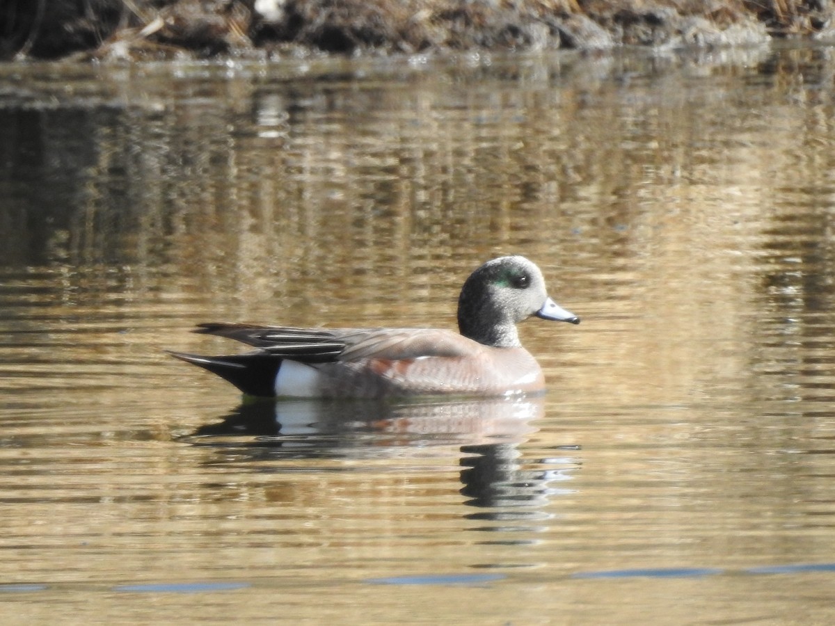 American Wigeon - ML559479271