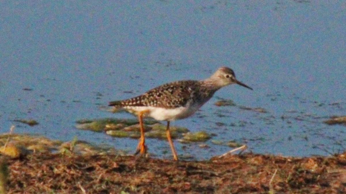 Lesser Yellowlegs - ML559479481