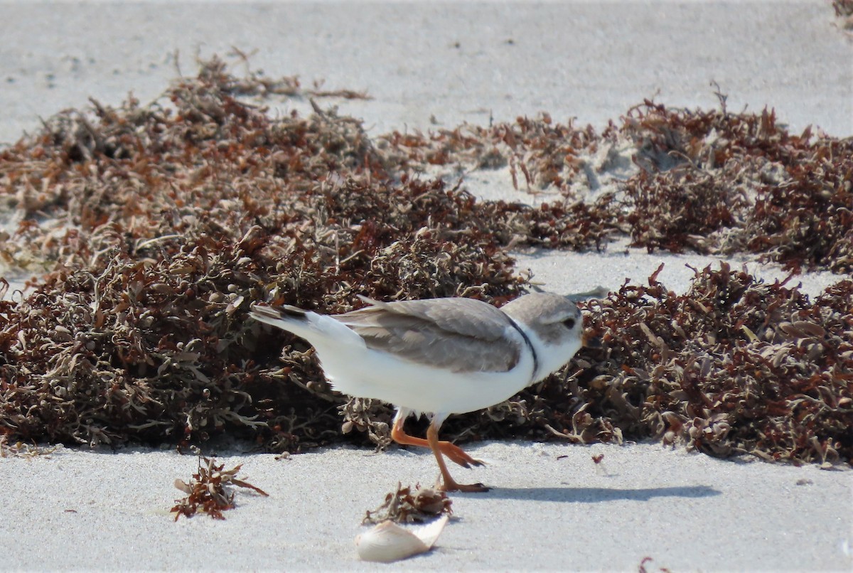 Piping Plover - ML559480401