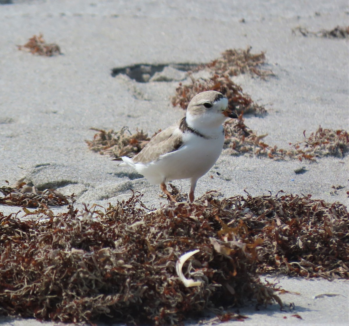 Piping Plover - ML559480471