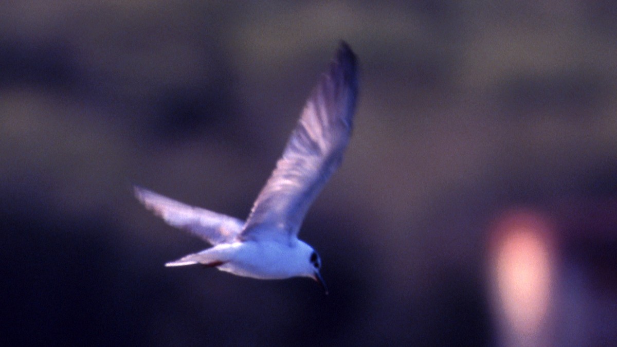 White-winged Tern - ML55948111