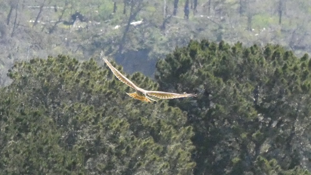 Northern Harrier - ML559481561