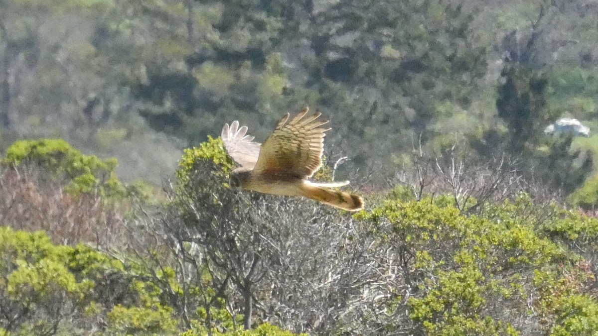 Aguilucho de Hudson - ML559481581