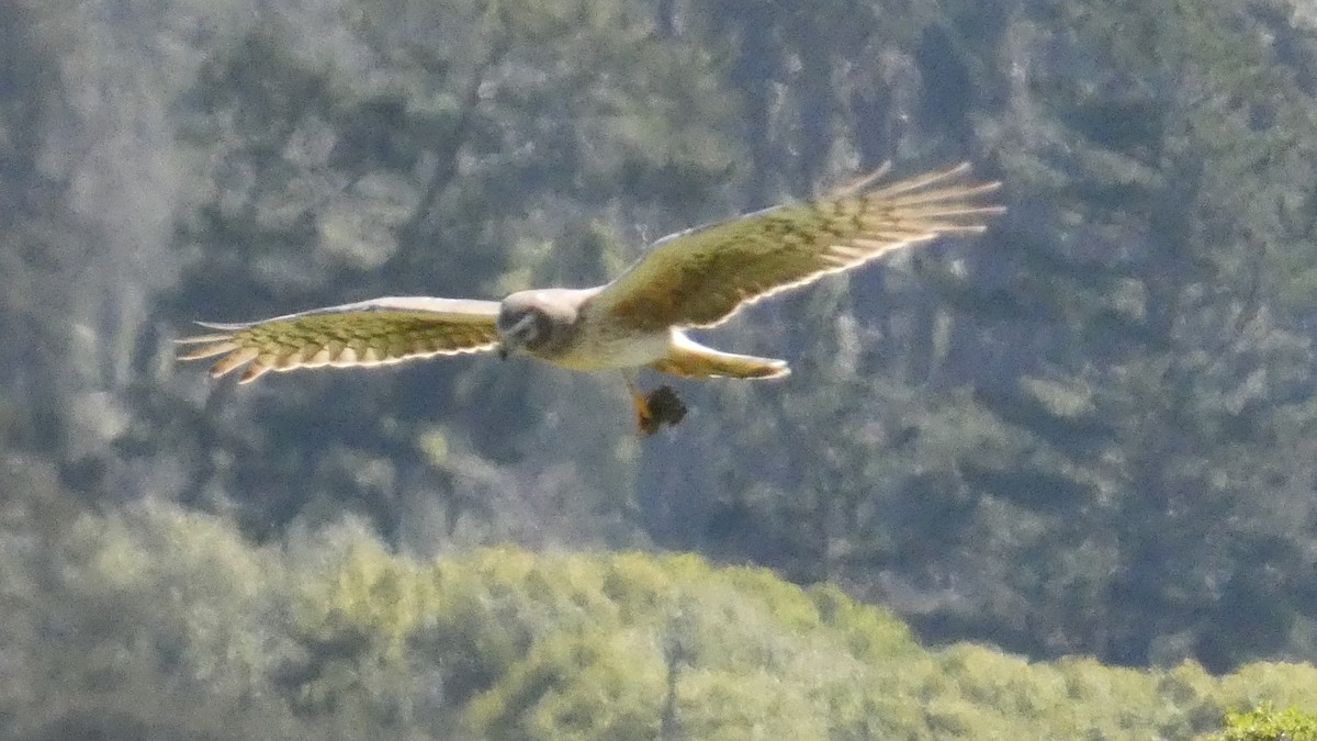 Aguilucho de Hudson - ML559481591