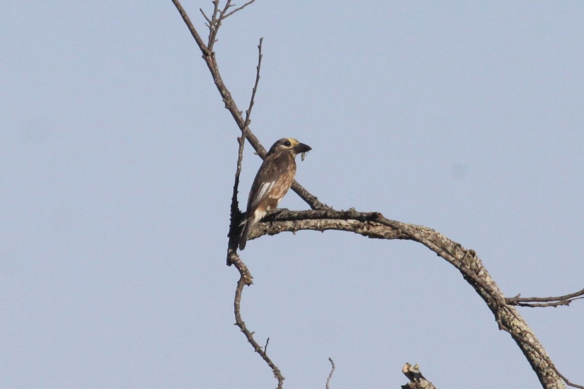 Whyte's Barbet - ML559482071