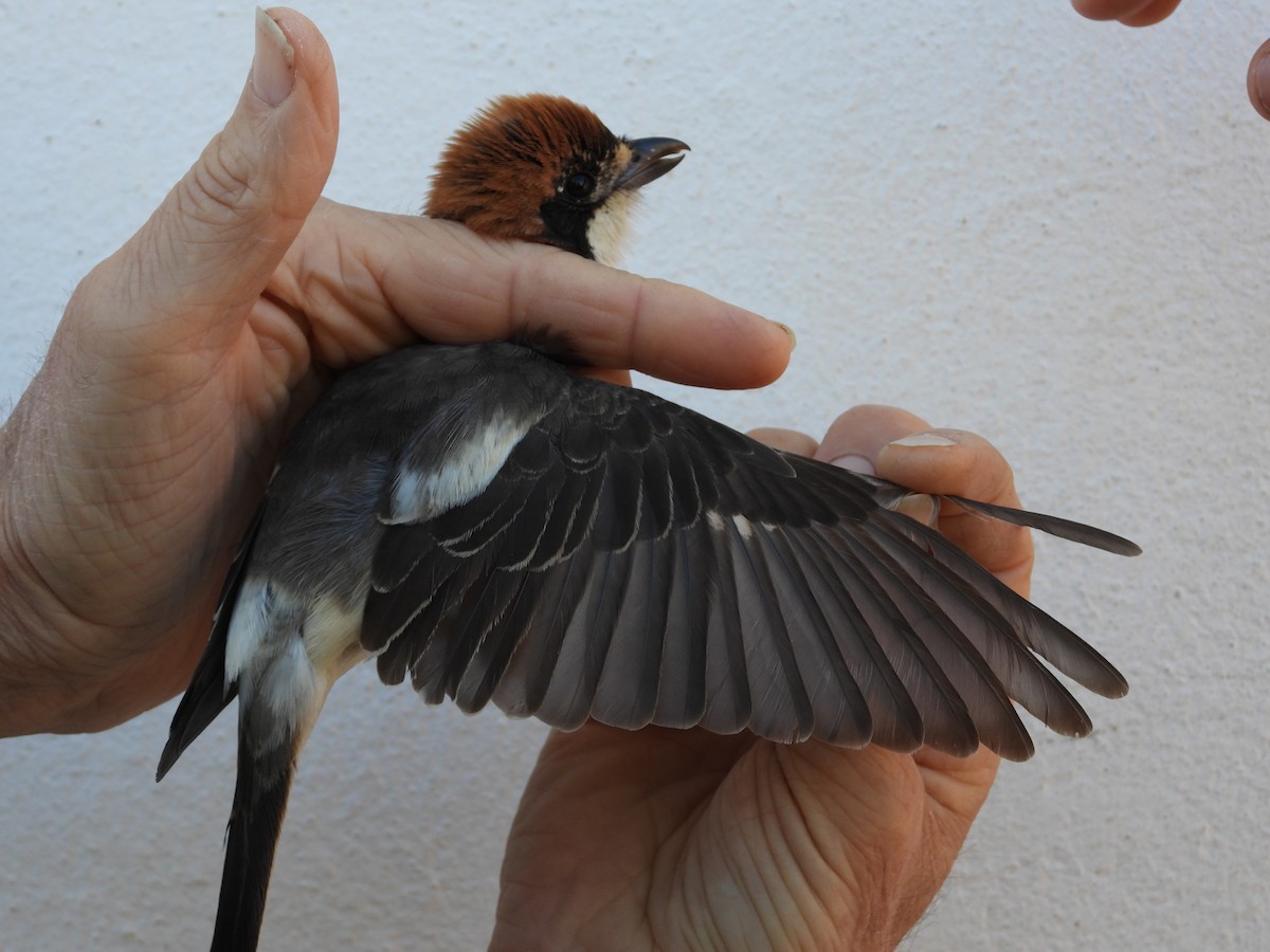 Woodchat Shrike (Balearic) - biel miquel