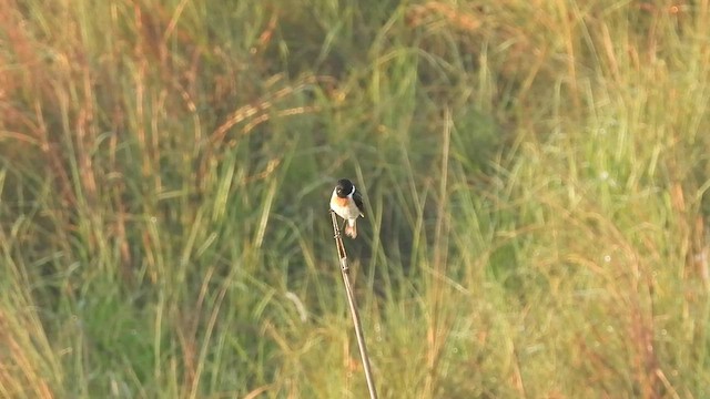 White-tailed Stonechat - ML559484511