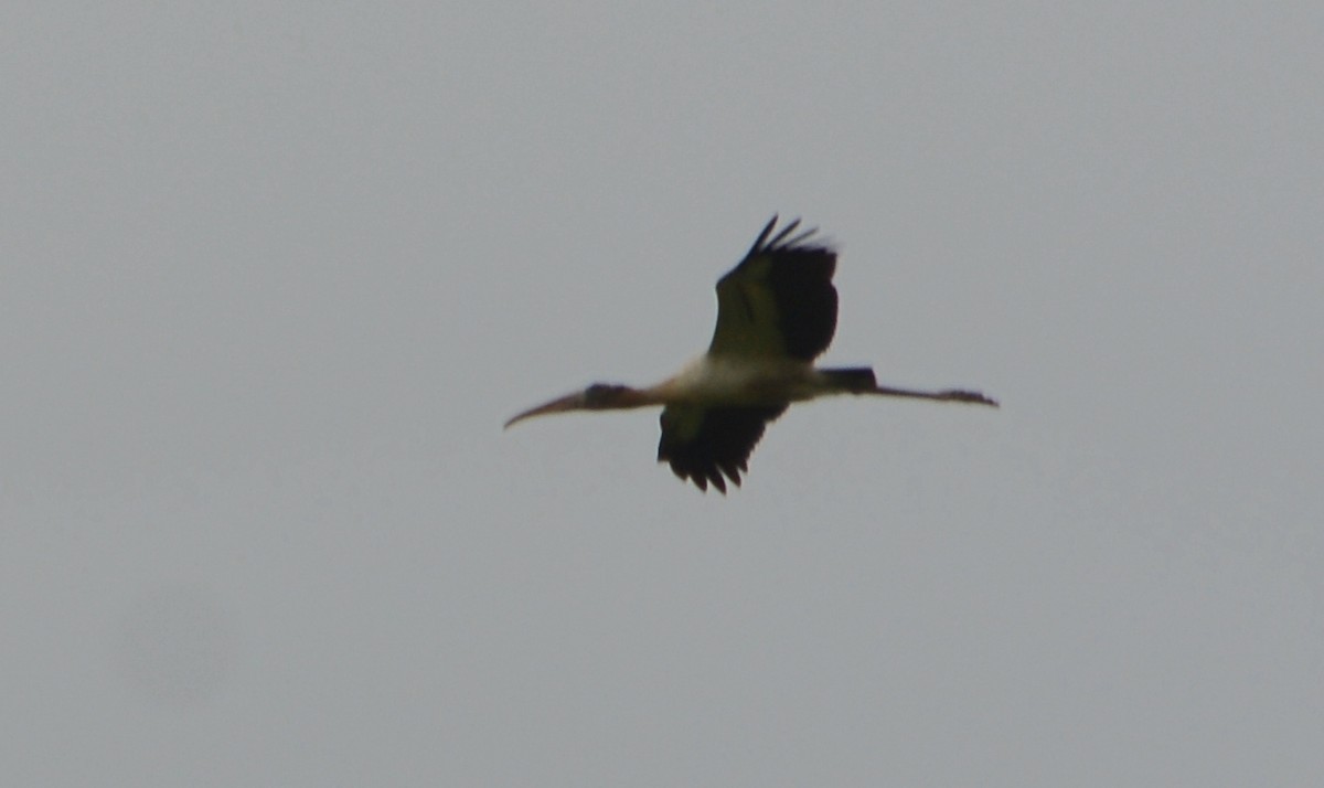 Wood Stork - ML559486941