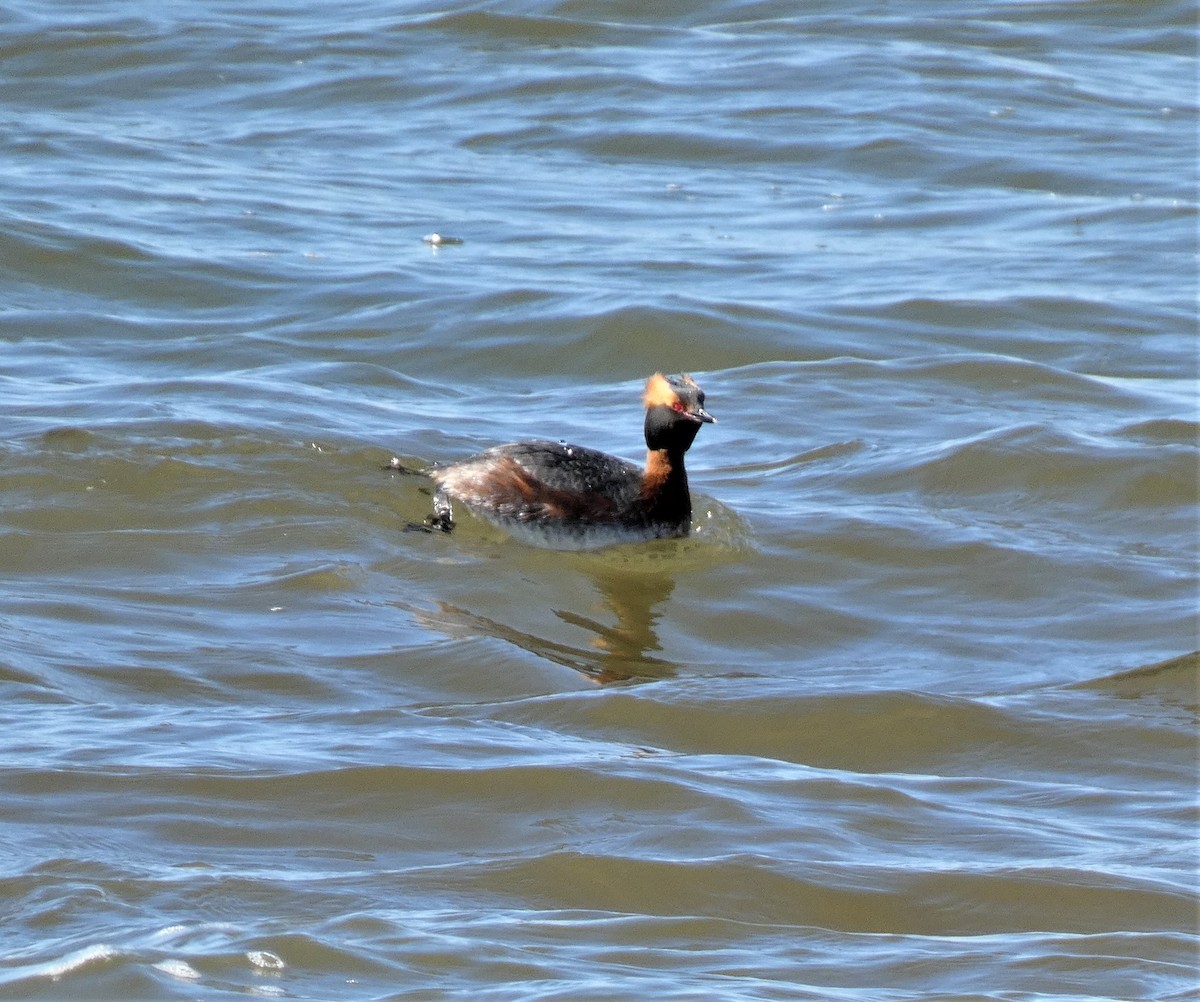 Horned Grebe - ML559487561