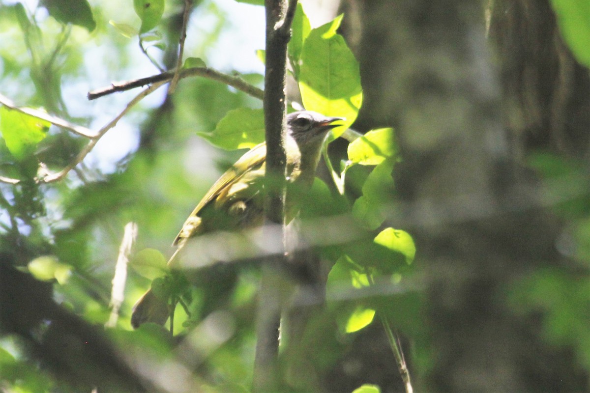 Stripe-cheeked Greenbul (Stripe-cheeked) - ML559487701