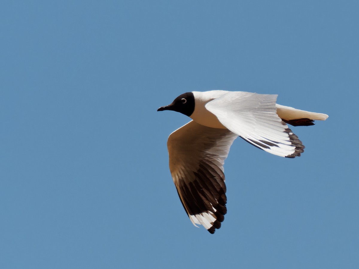 Andean Gull - Terry Miller 🦅