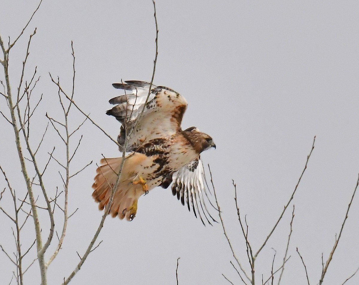 Red-tailed Hawk - ML559488991