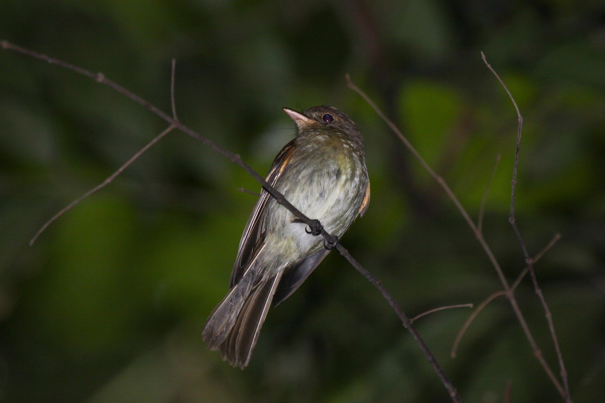 Euler's Flycatcher - ML559489851