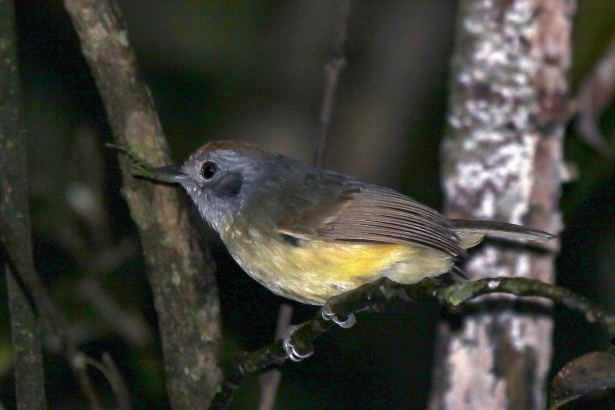 Plain Antvireo - ML559489901