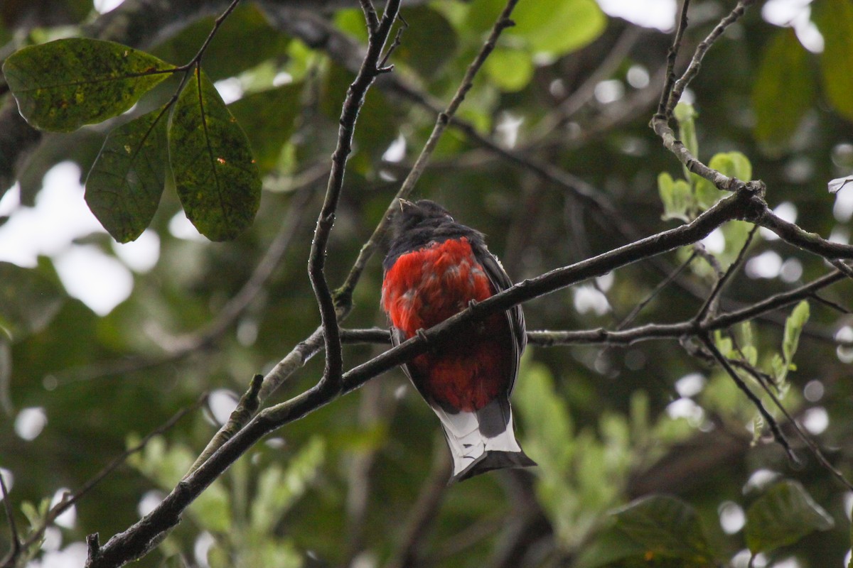 Surucua Trogon (Red-bellied) - Tommy Pedersen