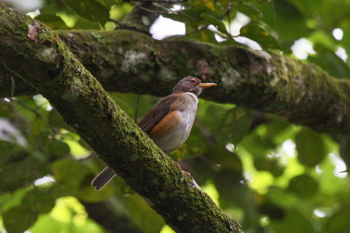 White-necked Thrush (Rufous-flanked) - ML559490661