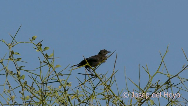 Northern Anteater-Chat - ML559491911