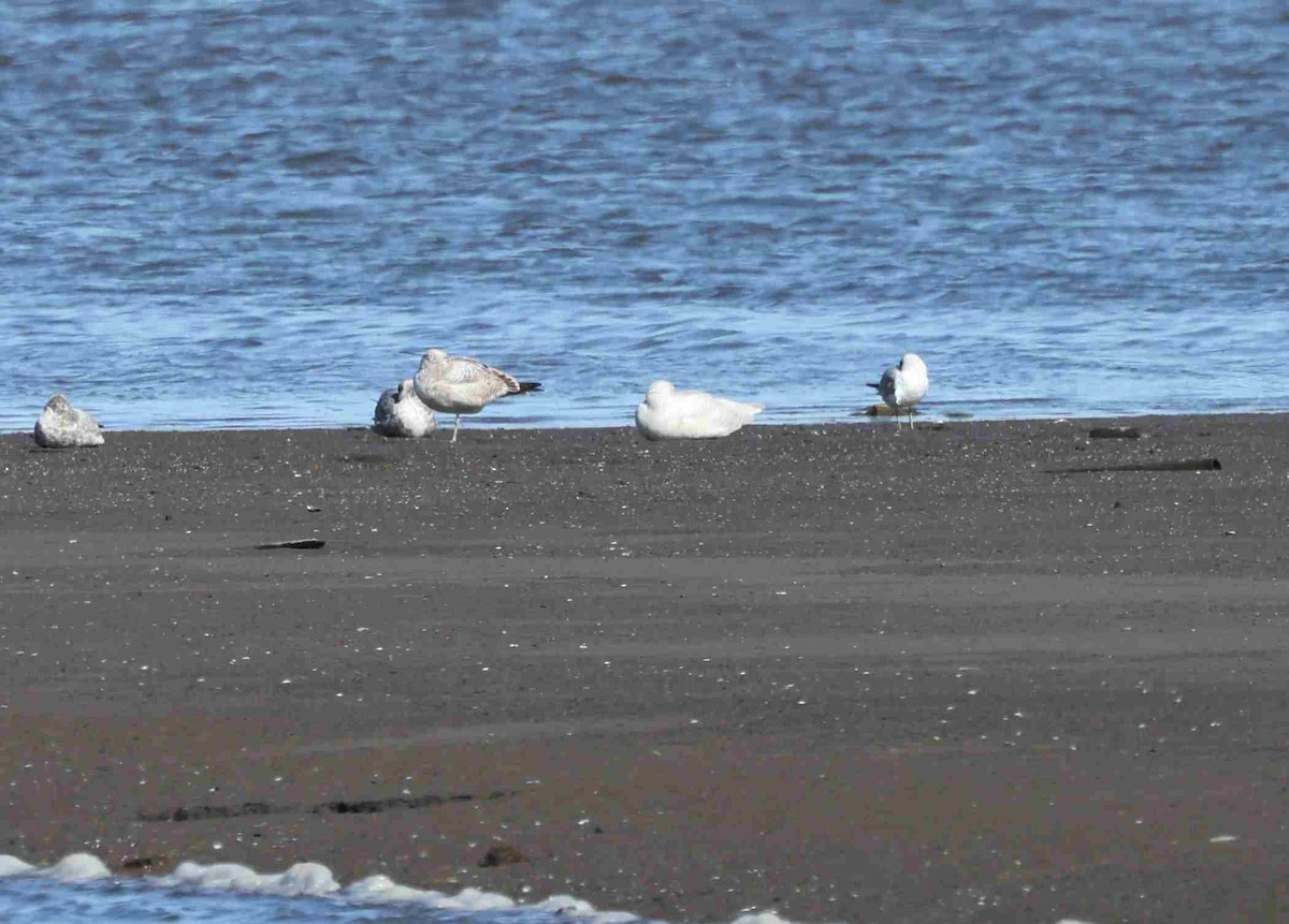 Glaucous Gull - ML559492281