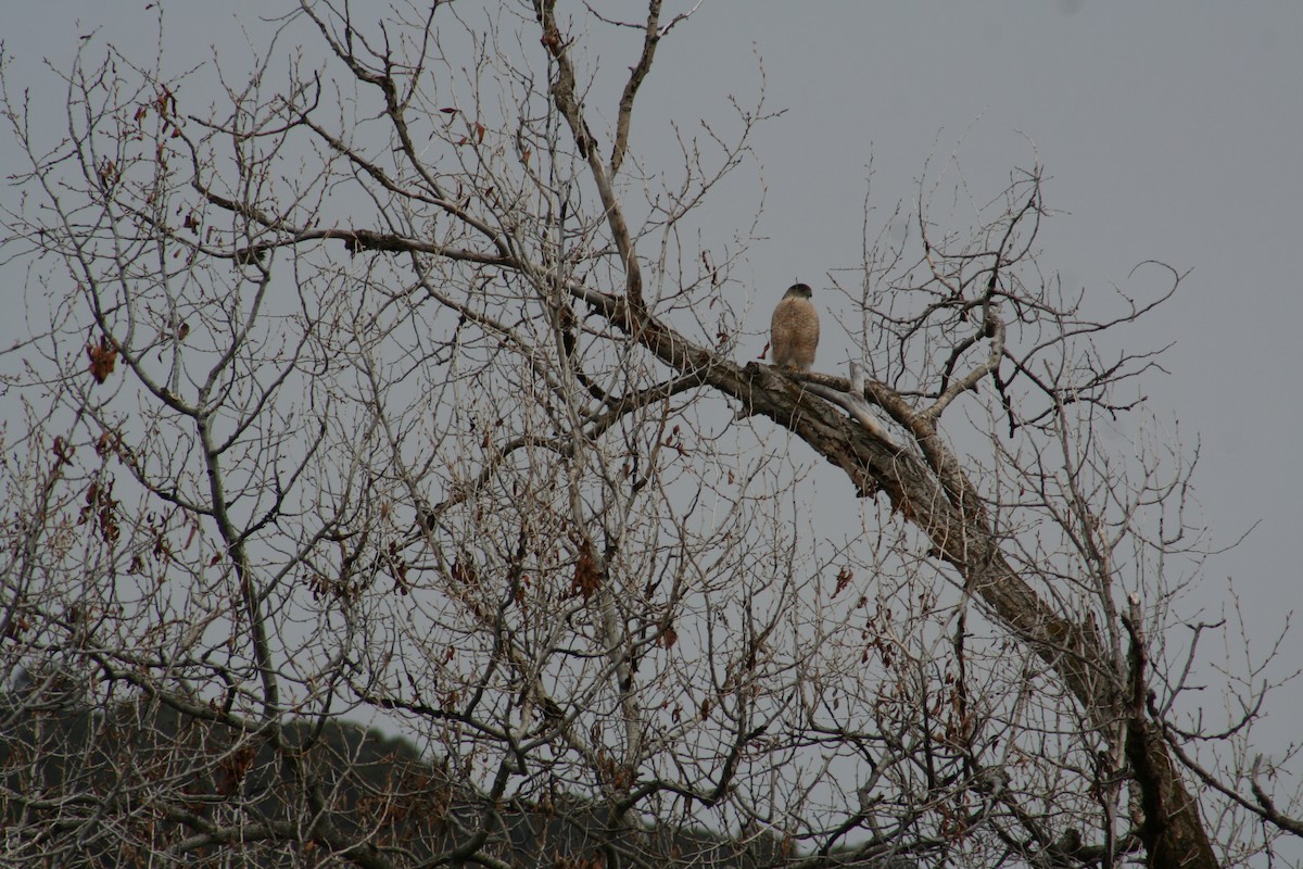 Cooper's Hawk - ML55949271