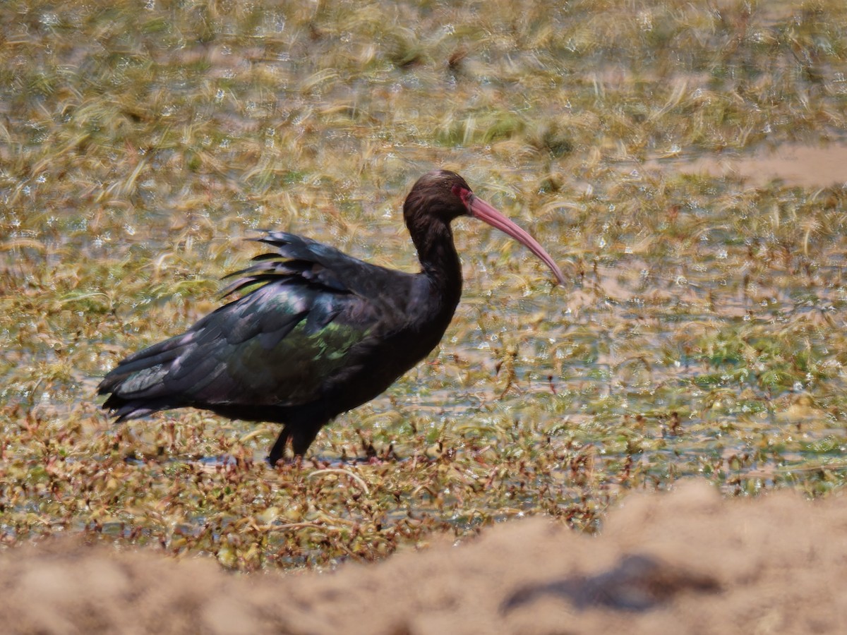 ibis andský - ML559492741