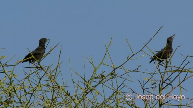 Northern Anteater-Chat - ML559493001