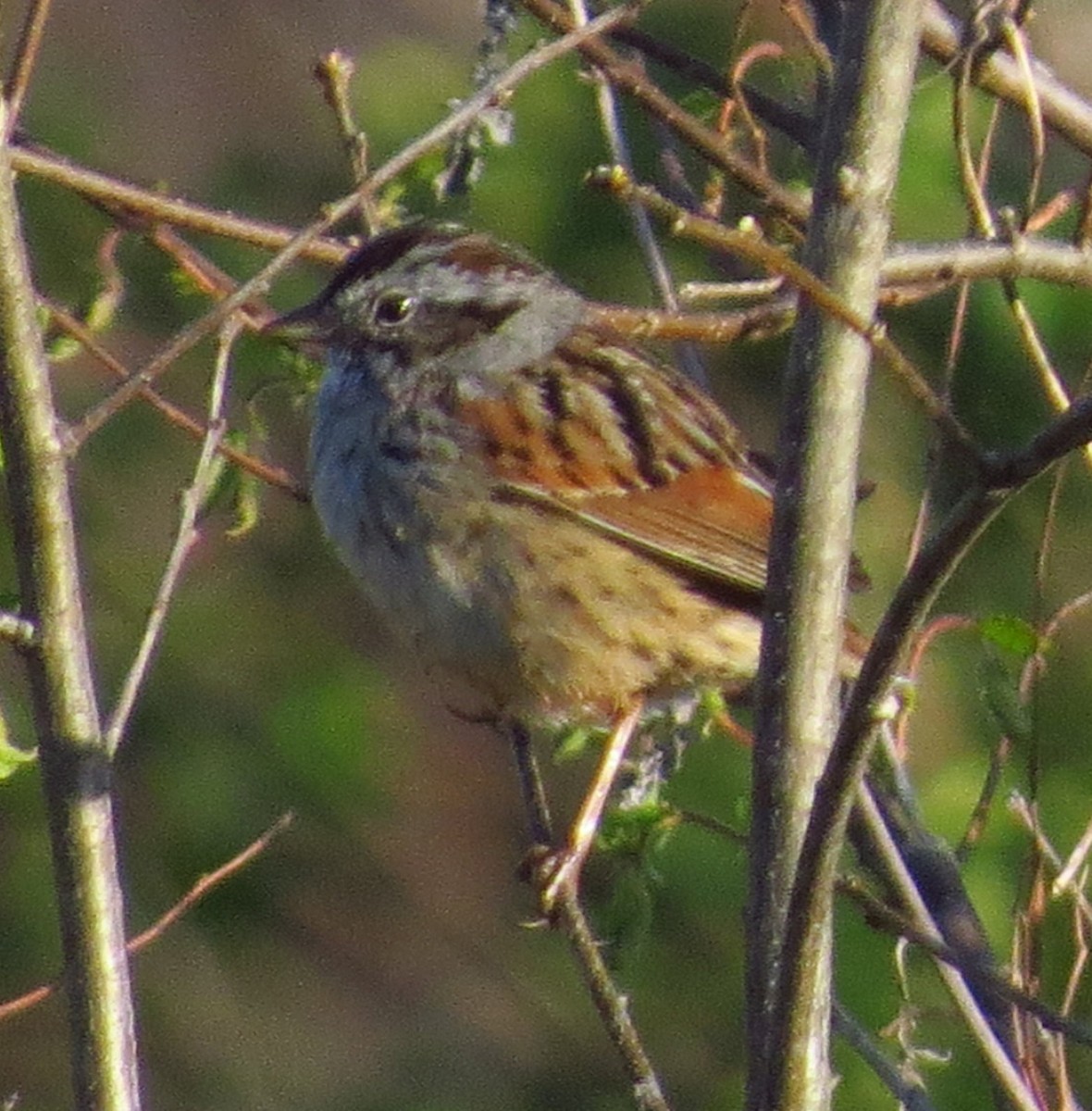 Swamp Sparrow - Allen Gathman