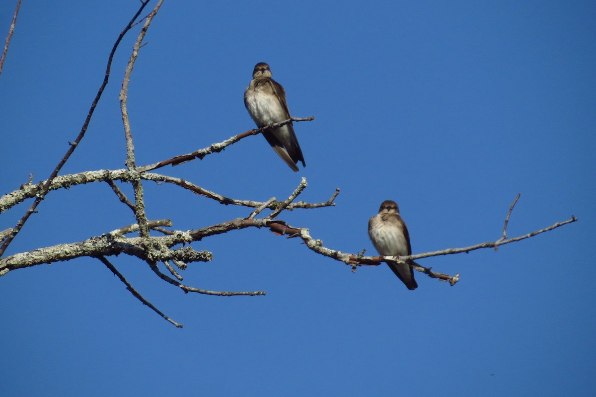 Northern Rough-winged Swallow - ML559493251