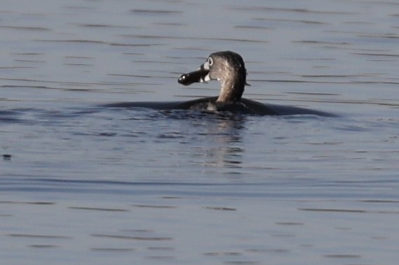 Pied-billed Grebe - ML559493401