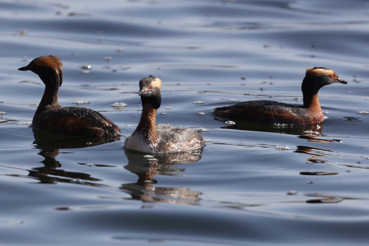 Horned Grebe - Robert Burmaster