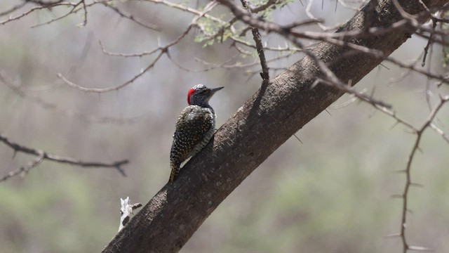 Nubian Woodpecker - ML559493751