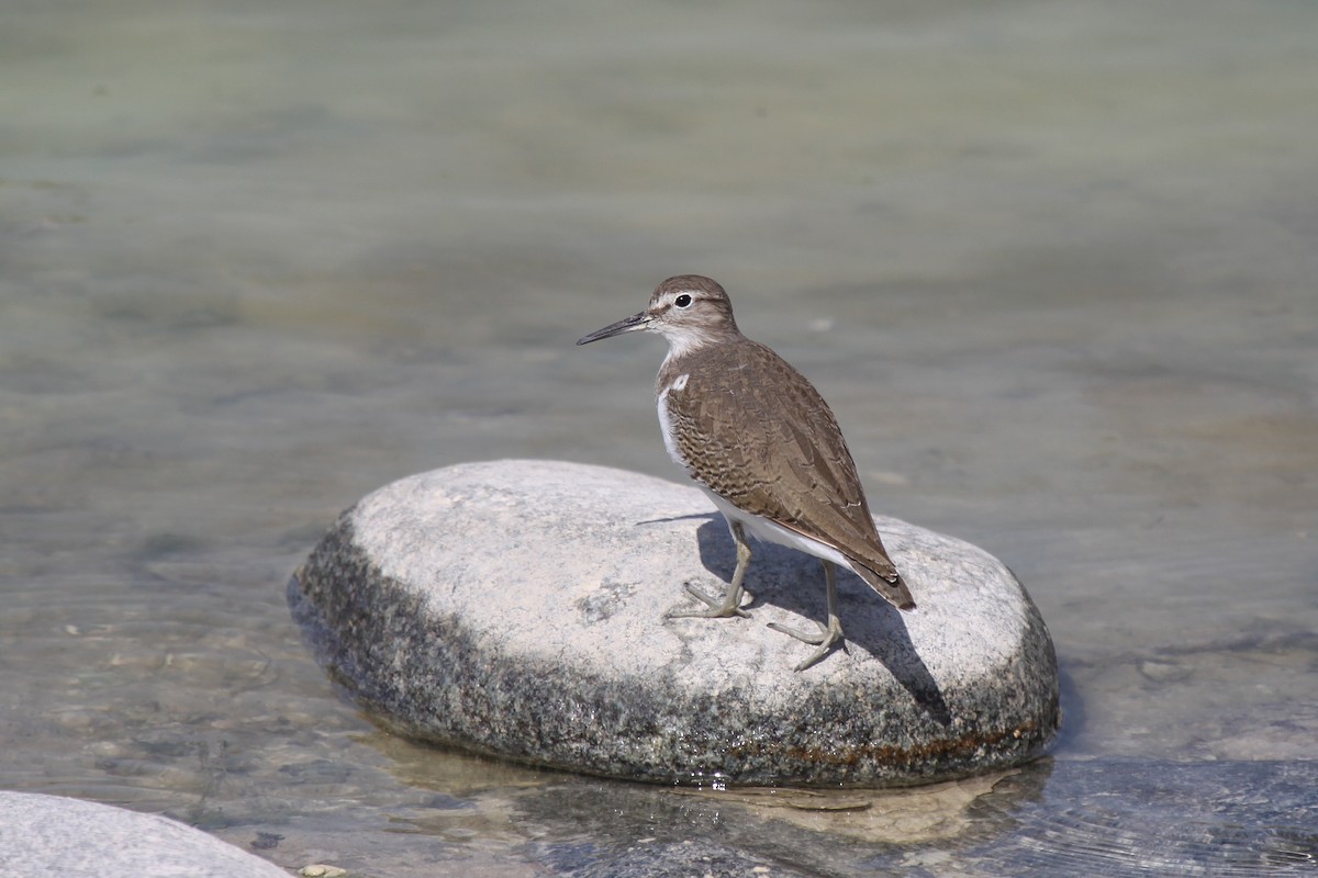 Common Sandpiper - Tommy Pedersen