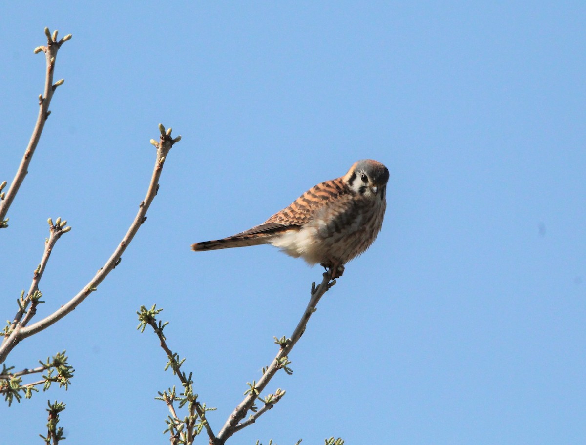 American Kestrel - ML559494831