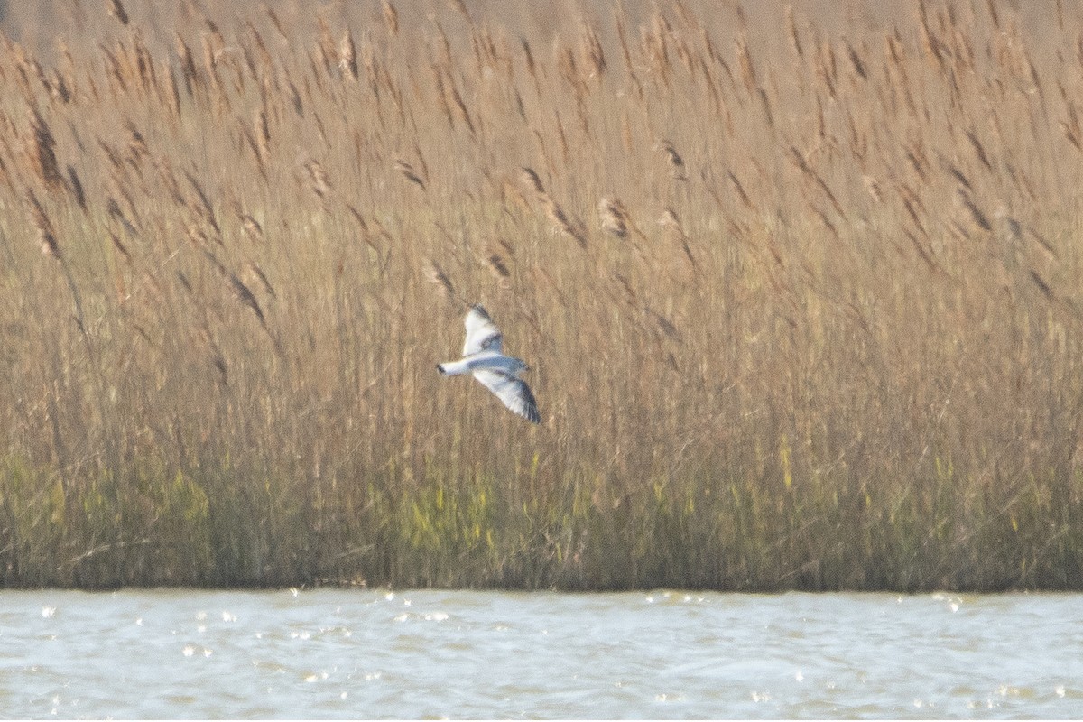 Little Gull - ML559495521