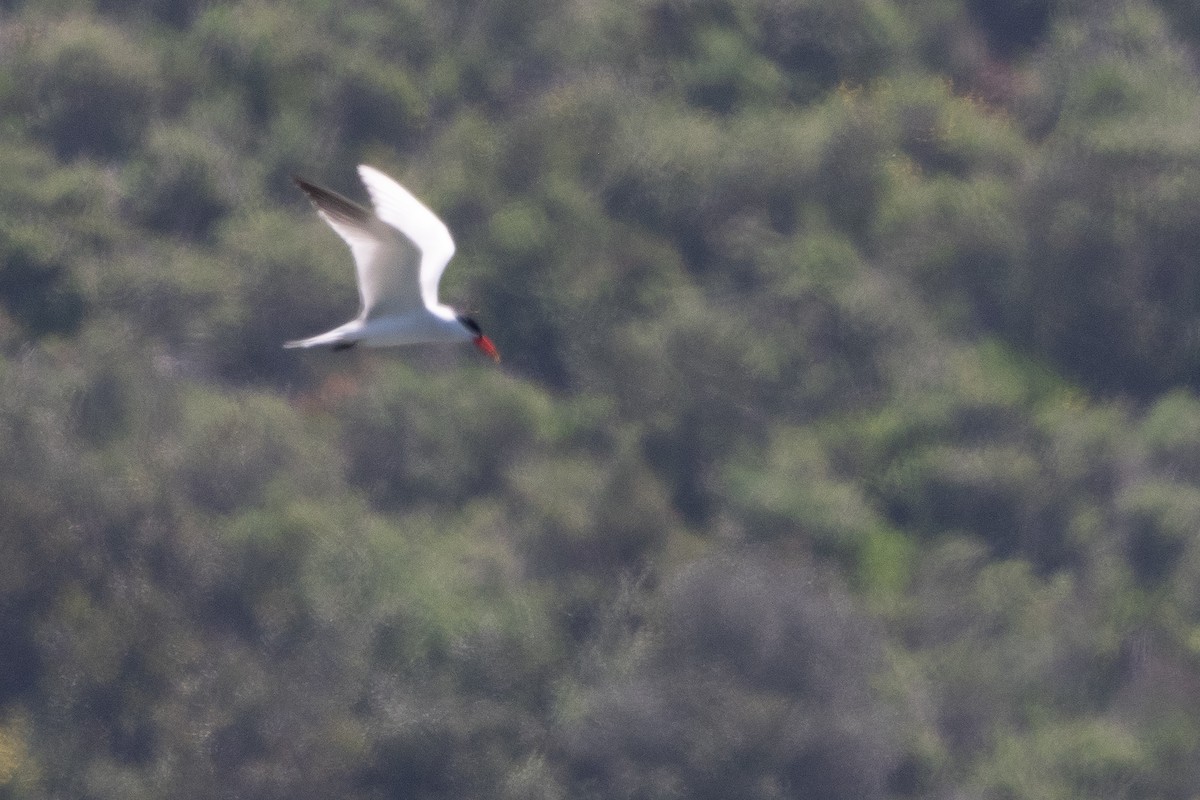 Caspian Tern - ML559495581