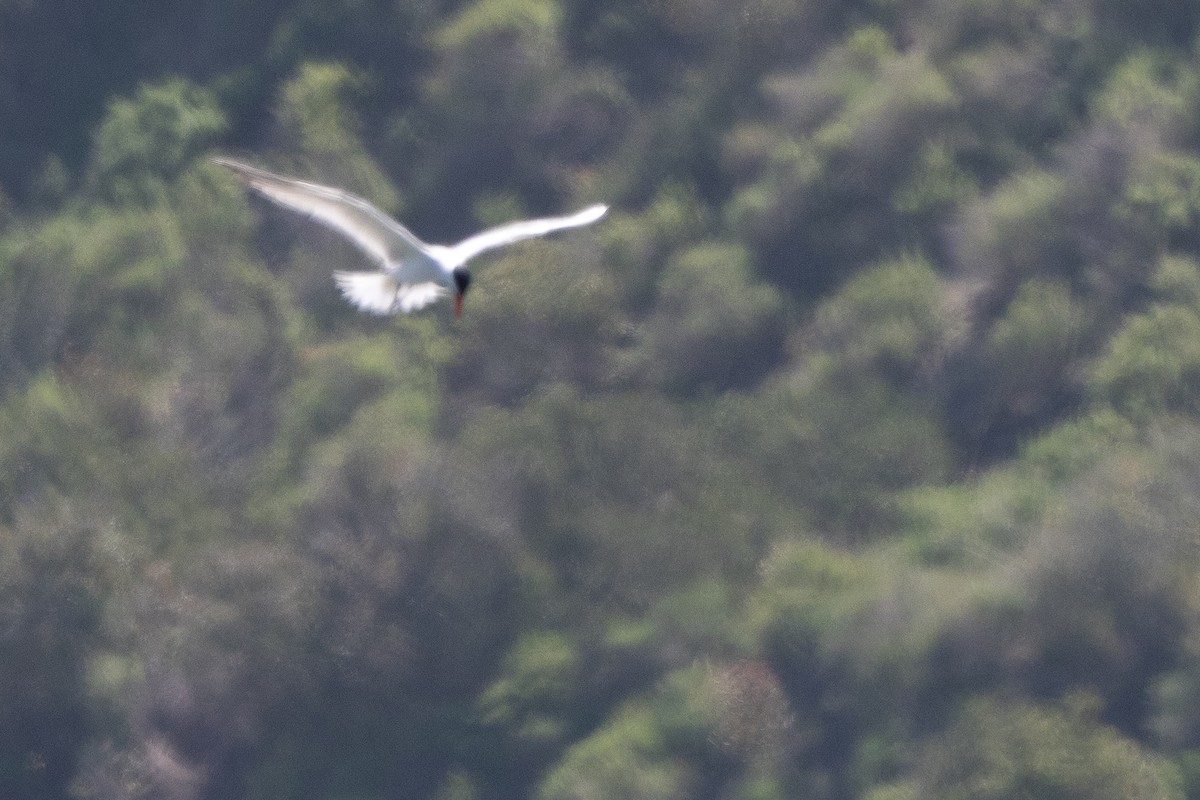 Caspian Tern - Wayne Lattuca