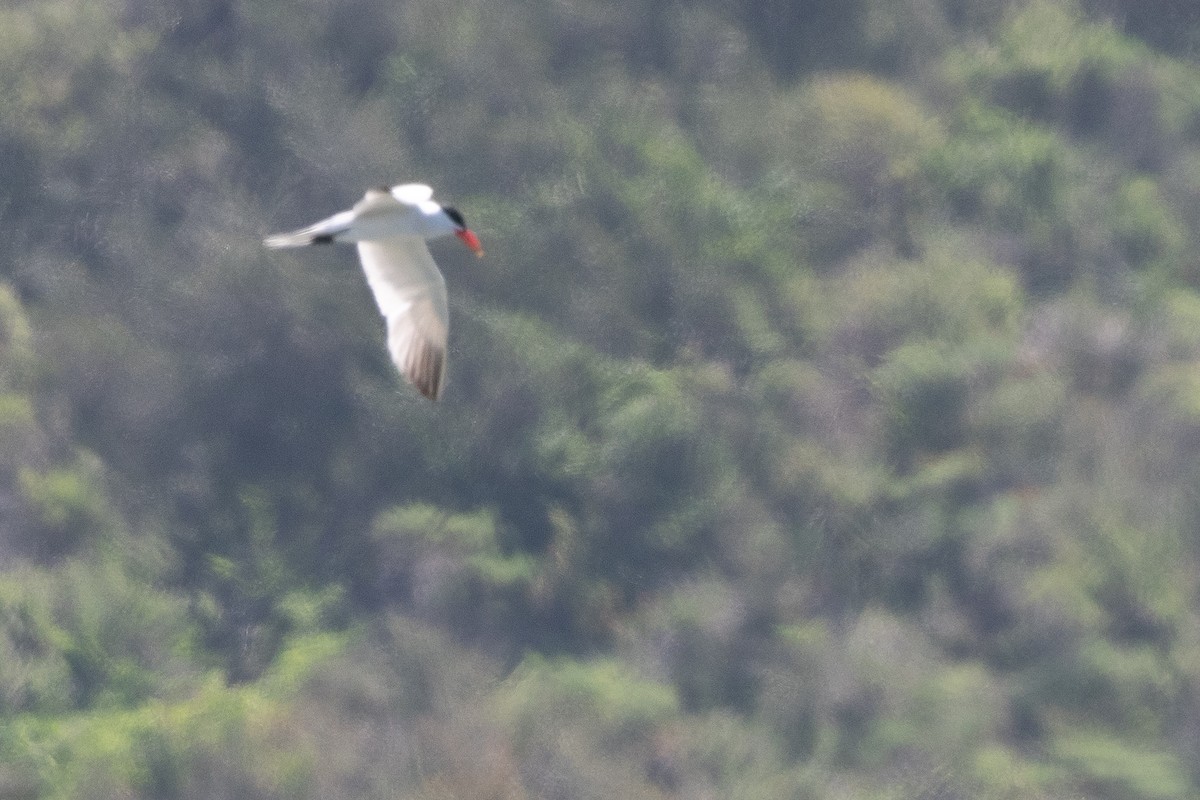 Caspian Tern - ML559495601