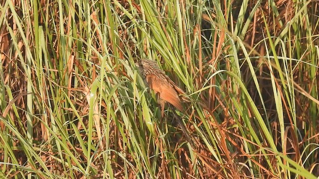 Lesser Coucal - ML559496741