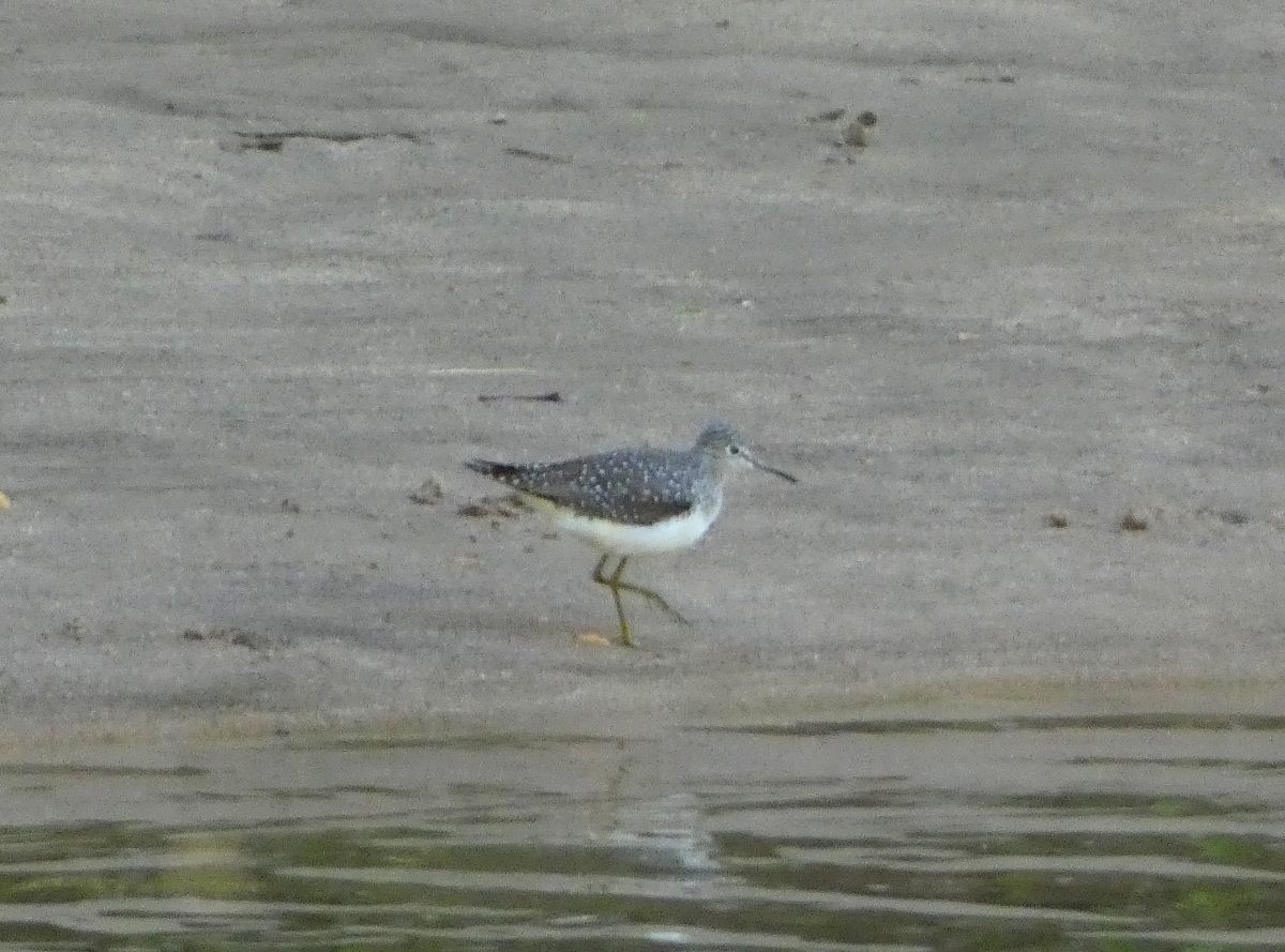 Solitary Sandpiper - ML559496871