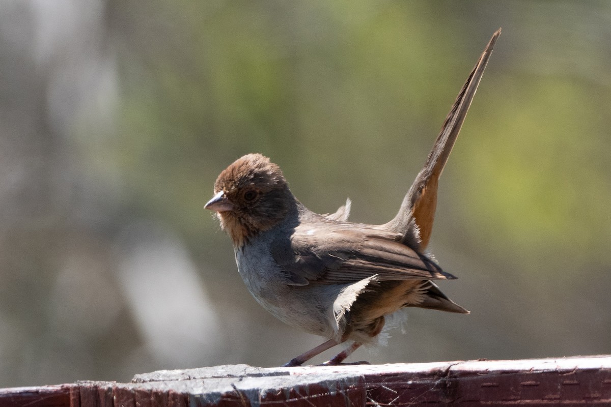 California Towhee - ML559497181