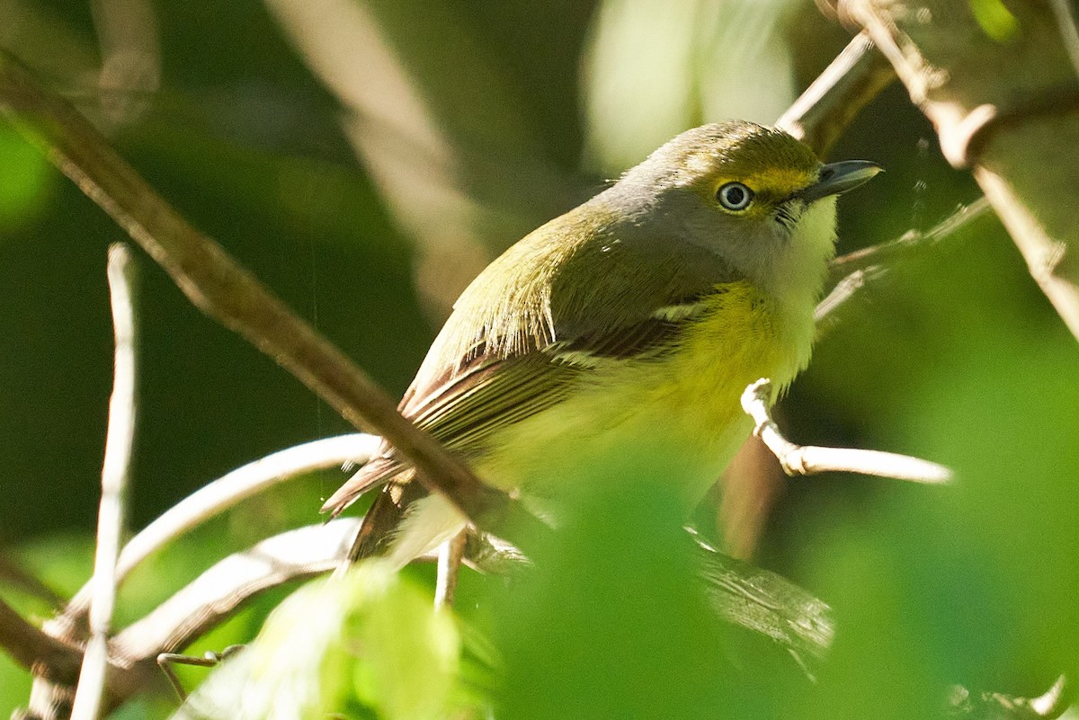 White-eyed Vireo - ML559497361