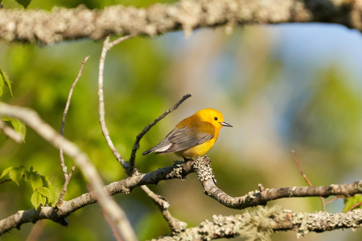 Prothonotary Warbler - ML559497471