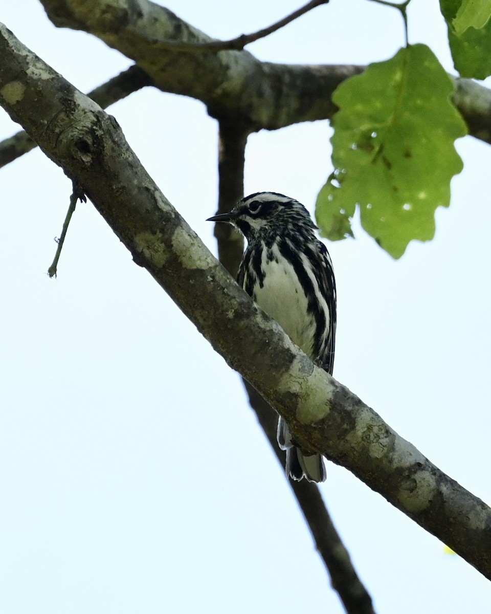 Black-and-white Warbler - ML559498401