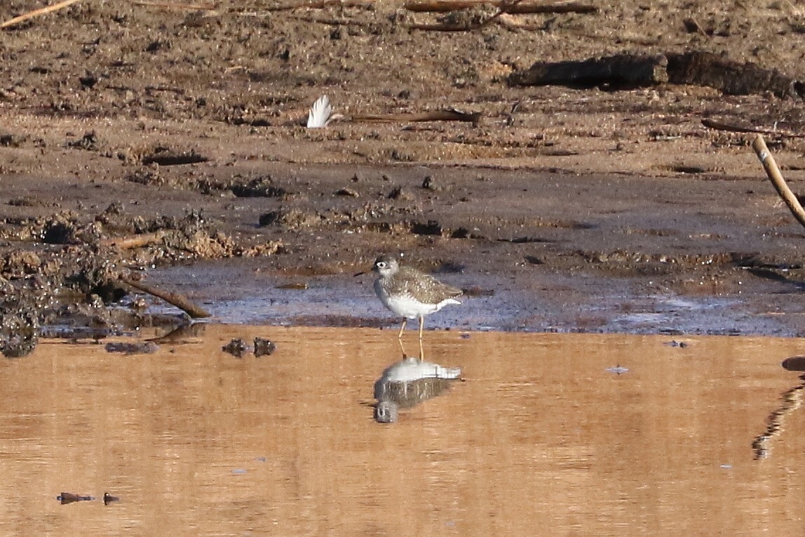 Solitary Sandpiper - ML559499161