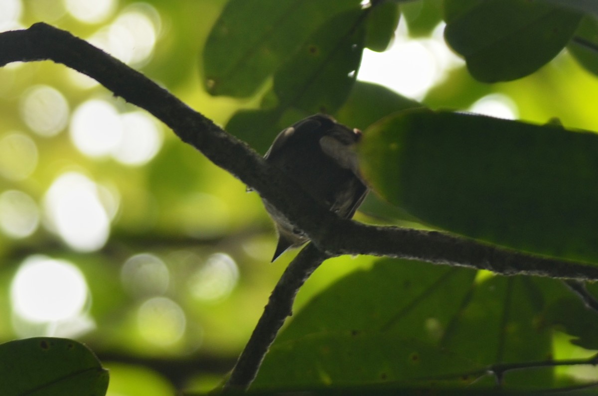 Brown-winged Schiffornis (Brown-winged) - Nikolaj Mølgaard Thomsen