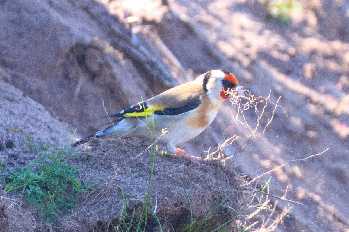 European Goldfinch - ML559499991